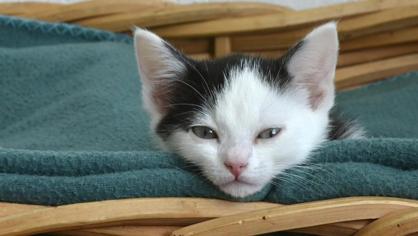 Kedilerde Vestibüler Hastalık Nedenleri Nelerdir?