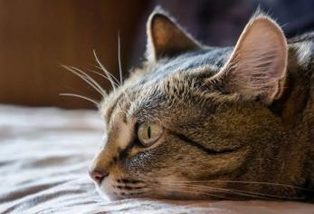 Kedilerde Yumuşak Doku Kanseri Belirtileri Nelerdir?
