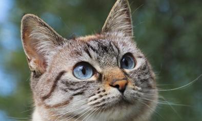 Kedilerin Gözündeki İltihap Nasıl Geçer?