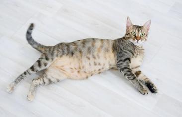 Kedilerin Hamileliği Ortalama Ne Kadar Sürer?