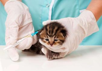 Kedilerin İlk Aşıları Ne Zaman Yapılır?