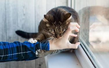 Kedilerin Isırması Nasıl Engellenir?