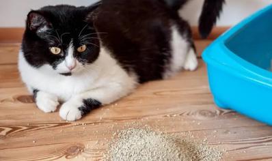 Kedilerin Kum Yemesi Nasıl Engellenir?