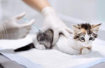 Kedilerin Parazit Aşısı Yapılmazsa Ne Olur?