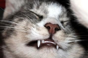 Kedim Diş Çıkarıyor, Ne Yapmalıyım?