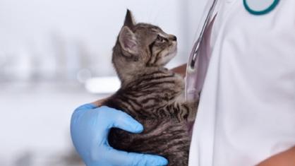 Kedim Mantar Oldu, Nasıl Geçer?