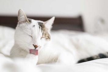 Kedim Pis Kokuyor, Ne Yapmalıyım?