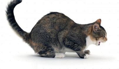 Kedim Yeşil Kusuyor, Ne Yapmalıyım?