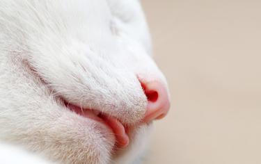 Kedim Zor Nefes Alıyor, Ne Yapmalıyım?