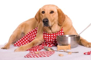 Köpeğim Zehirlendi, Ne Yapmalıyım?