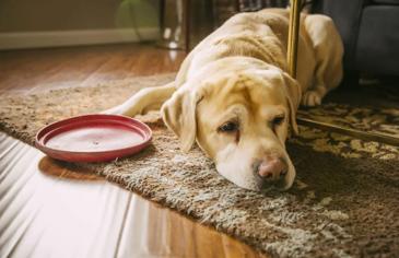 Köpeğin Ateşi Olduğunu Nasıl Anlarım?