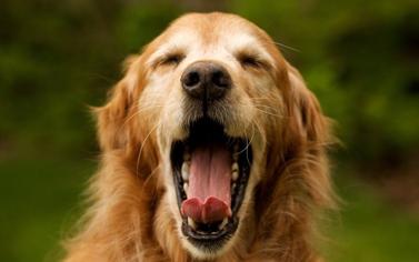 Köpeklerde Ağız Kokusunu Gidermek İçin Yapılacaklar Nelerdir?