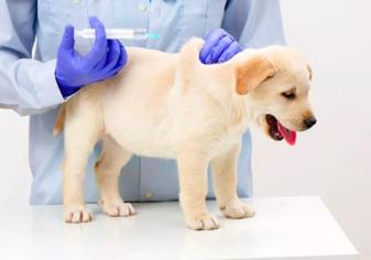 Köpeklerde Aşı Çeşitleri Nelerdir?