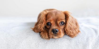 Köpeklerde Demir Eksikliği Nasıl Giderilir?