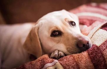 Köpeklerde Depresyon Nasıl Geçer?