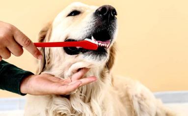 Köpeklerde Diş Temizliği Nasıl Yapılır?