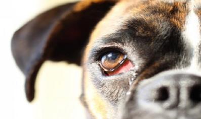 Köpeklerde Göz Şişmesi Sorununa Ne İyi Gelir?