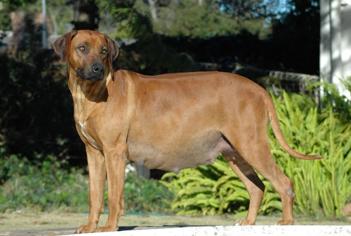 Köpeklerde Hamilelik Süresi Ne Kadar?