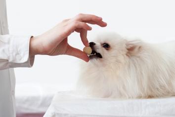 Köpeklerde Kalsiyum Eksikliği Nasıl Giderilir?