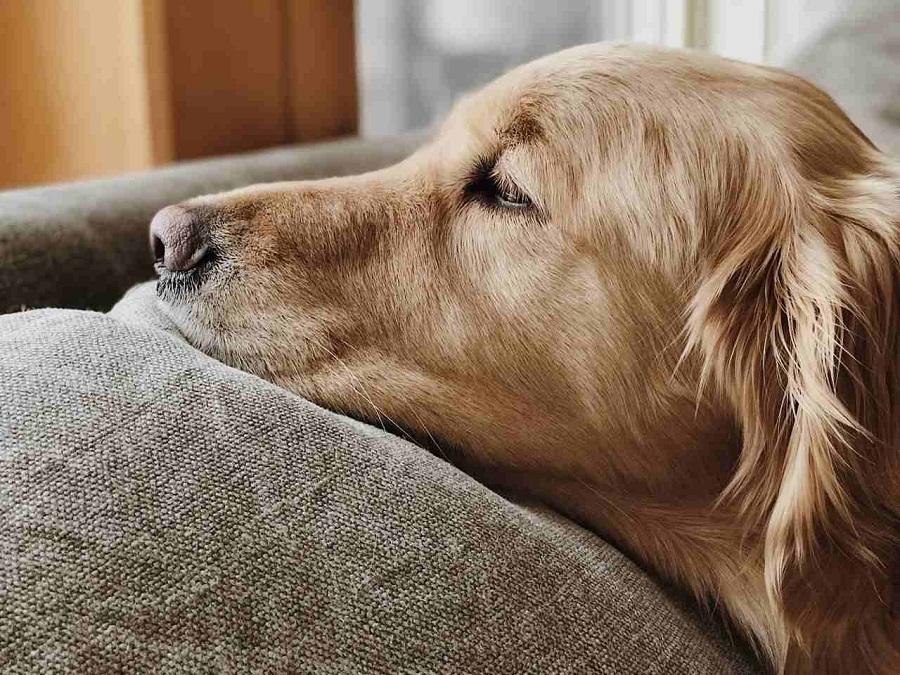 Köpeklerde Karın Ağrısı Rahatsızlığına Ne İyi Gelir?
