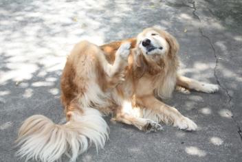 Köpeklerde Kaşıntı Sorunu Nasıl Geçer?