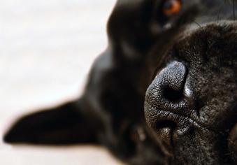 Köpeklerde Koku Alma Duyusu Nasıl Engellenir?