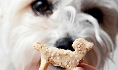 Köpeklerde Ödül Maması Nasıl Kullanılır?