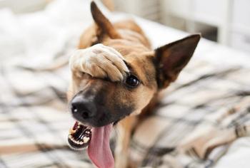 Köpeklerde Raşitizm Nedir?