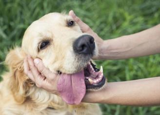 Köpeklerde Regl Ne Zaman Başlar?
