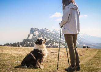 Köpeklerde Temel Eğitim Ne Zaman Başlar?