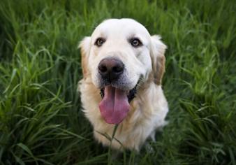 Köpeklerin Hızlı Nefes Alma Nedenleri Nelerdir?