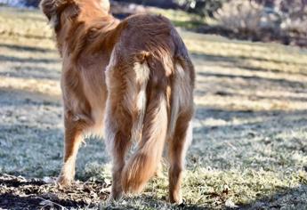Köpeklerin Kuyruğu Neden Kesilir?