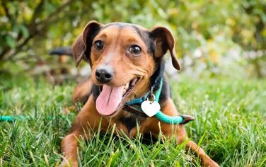 Köpeklerin Mutlu Olduğunu Nasıl Anlarız?