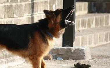 Köpeklerin Ses Tellerinin Alınması Nasıl Olur?