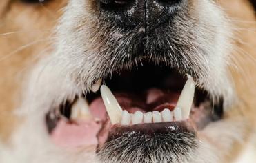 Köpeklerin Süt Dişleri Ne Zaman Dökülür?