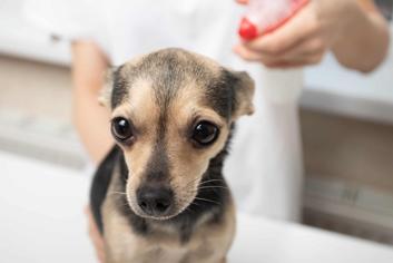 Köpekteki Bit Nasıl Temizlenir?