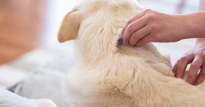 Köpekteki Pire Nasıl Temizlenir?