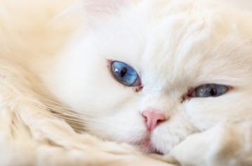 Yavru Kedilerde Göz Enfeksiyonu Nasıl Geçer?