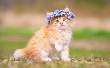 Yavru Kedilerde İç Dış Parazit Ne Zaman Yapılır?