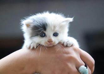 Yavru Kedilerde Kanlı İshal Nasıl Geçer?