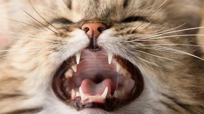 Yavru Kedilerin Dişleri Ne Zaman Çıkar?