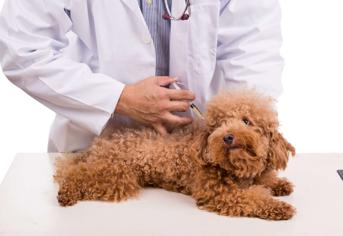 Yavru Köpeklerde Karma Aşı Ne Zaman Yapılır?