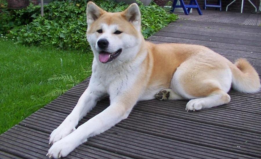 Akita Uni Köpek Irkı Özellikleri, Karakteri, Bakımı ve Beslenmesi