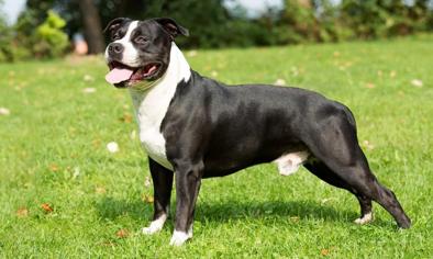 Amerikan Staffordshire Köpek Irkı Özellikleri, Karakteri, Bakımı ve Beslenmesi