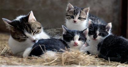 Anne Kediler Yavrularını Ne Zaman Bırakır?