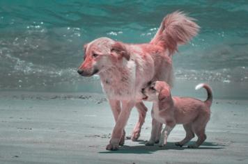 Köpeklerde Hamilelik Belirtileri: Köpeğinizin Hamile mi?