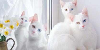 Beyaz Kedilerde Sağırlık Nedenleri: Beyaz Kedi Hastalıkları