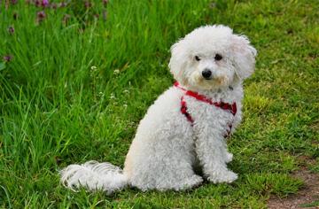 Bichon Bolognese Köpek Irkı Özellikleri, Karakteri, Bakımı ve Beslenmesi