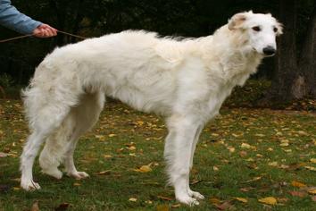 Borzoi Köpek Irkı Özellikleri, Karakteri, Bakımı ve Beslenmesi