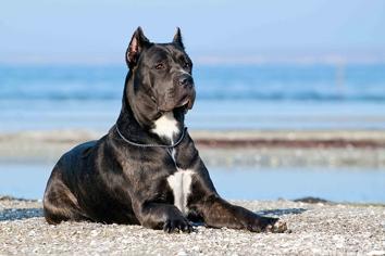 Cane Corso Köpek Irkı Özellikleri, Karakteri, Bakımı ve Beslenmesi